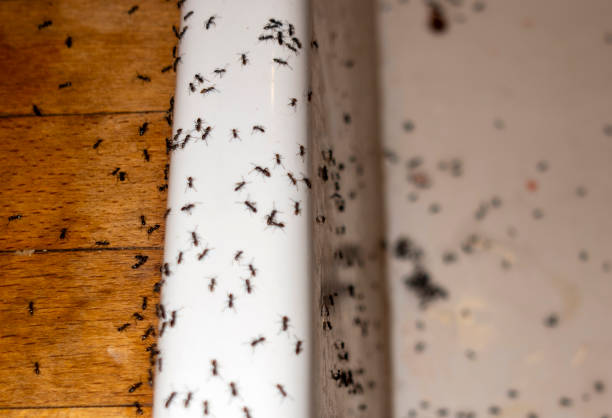 Professional Pest Control in Bokeelia, FL