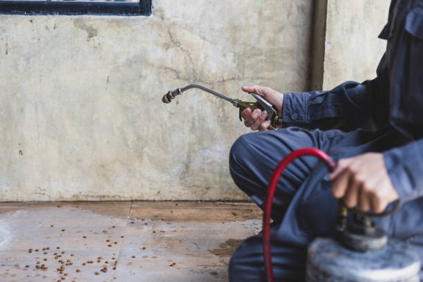 Best Wasp Removal Services  in Bokeelia, FL